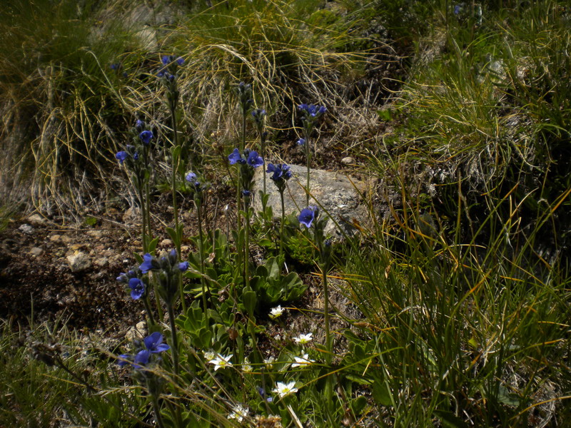 Val d''Aosta  - Veronica bellidioides