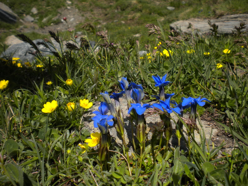V.Aosta  - Gentiana verna
