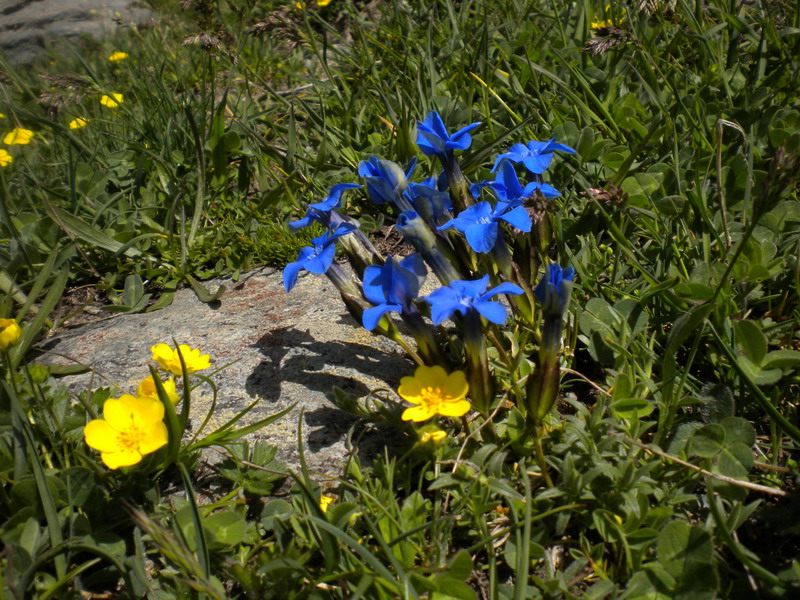 V.Aosta  - Gentiana verna