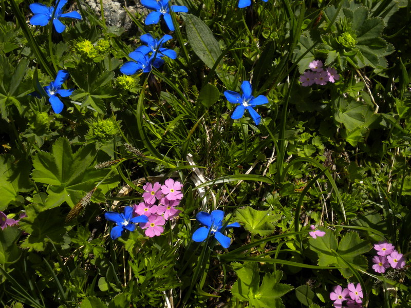 V.Aosta  - Gentiana verna