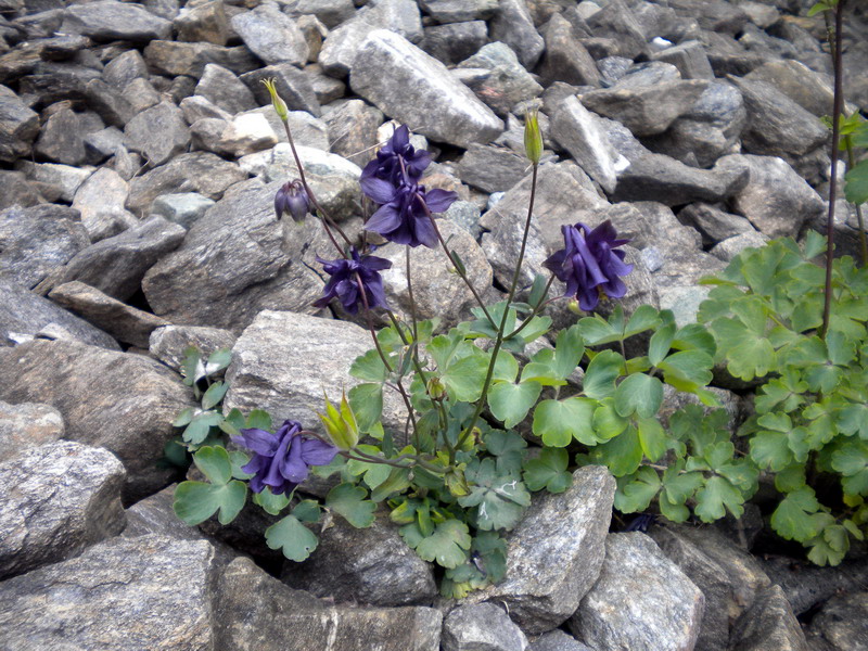 V.Aosta 23 - Aquilegia sp.