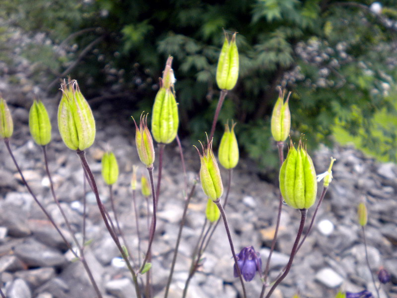 V.Aosta 23 - Aquilegia sp.