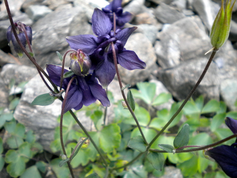 V.Aosta 23 - Aquilegia sp.