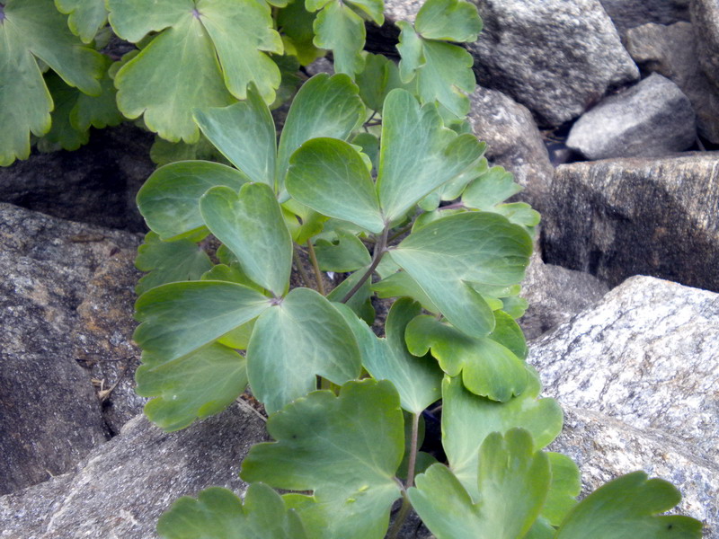 V.Aosta 23 - Aquilegia sp.
