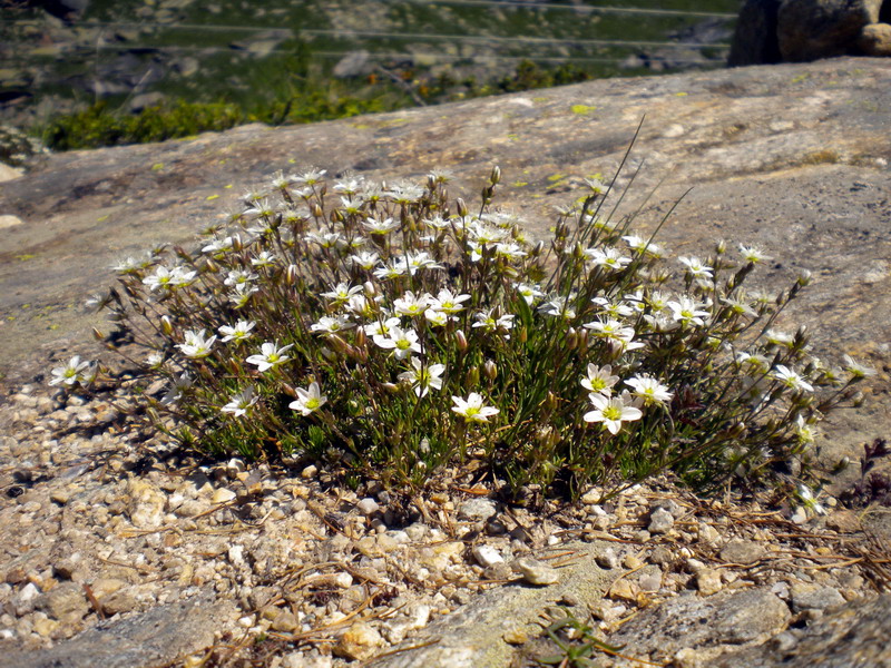Ancora V.Aosta - Minuartia cfr. verna