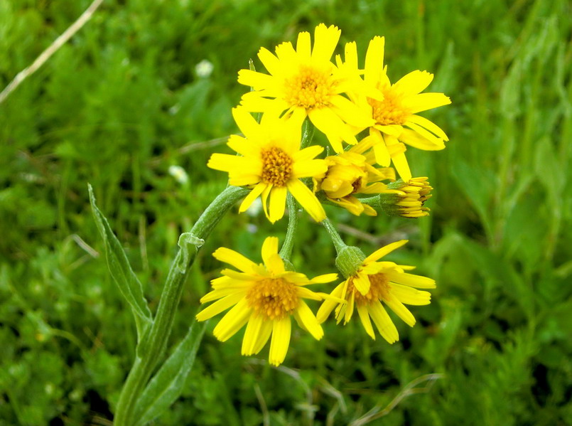Compositae