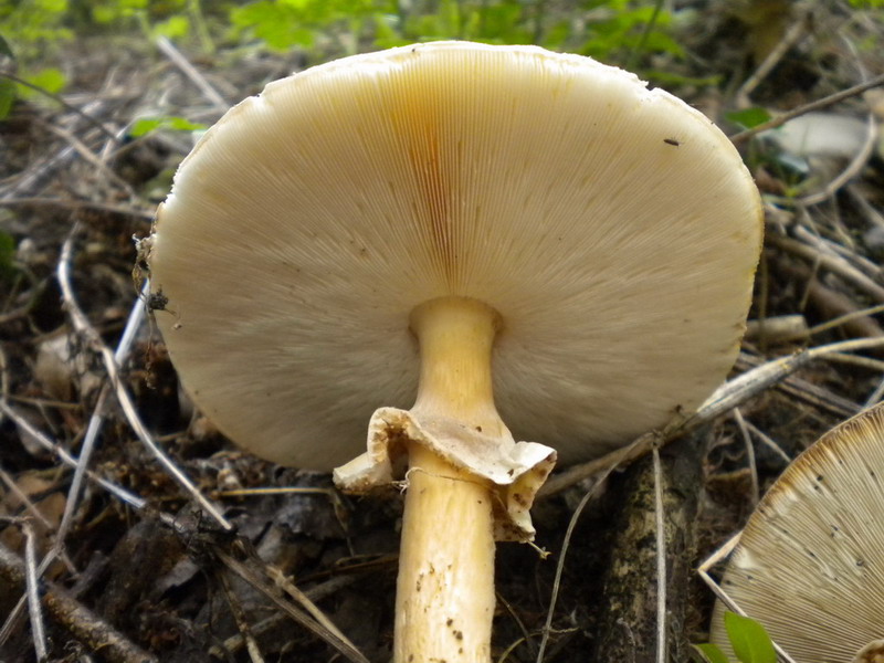 Lepiota
