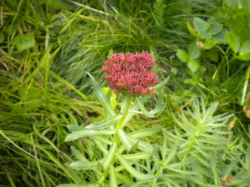 Crassulacea - Rhodiola rosea
