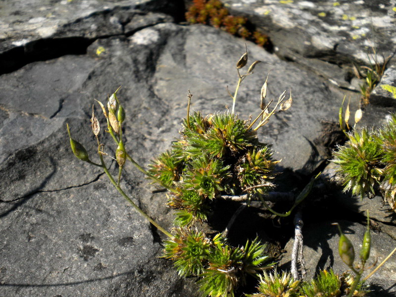 Sconosciuto - Draba aizoides