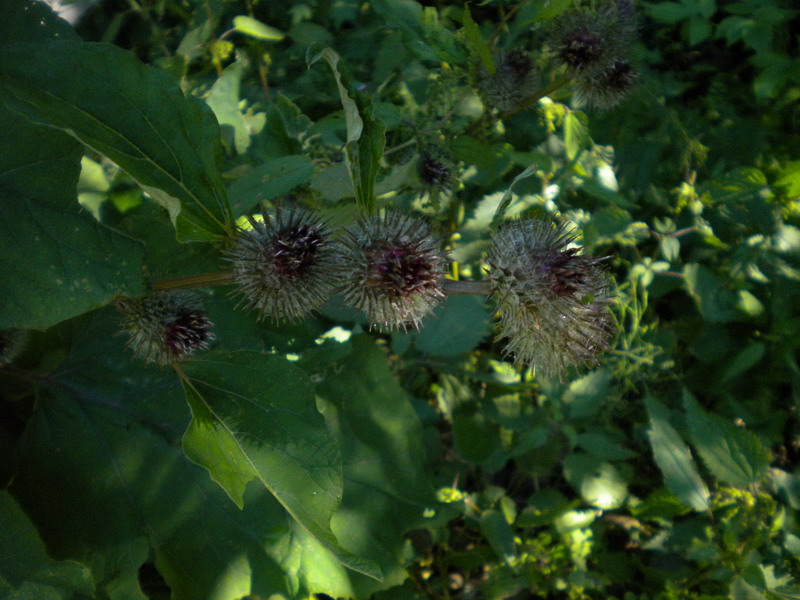 Compositae - Arctium cfr. tomentosum
