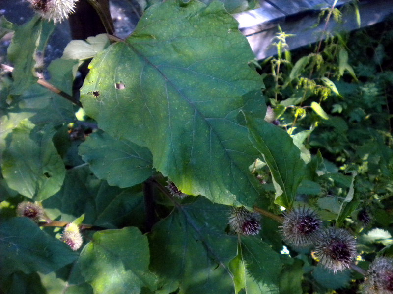 Compositae - Arctium cfr. tomentosum