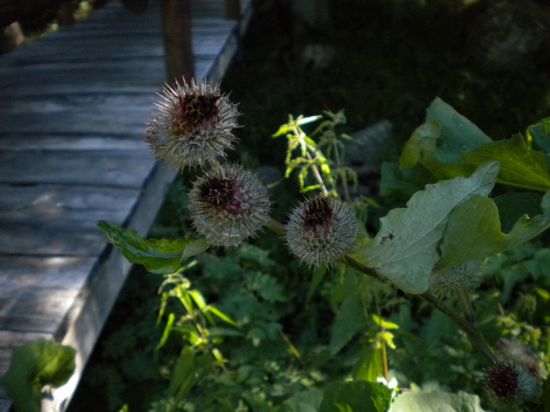 Compositae - Arctium cfr. tomentosum