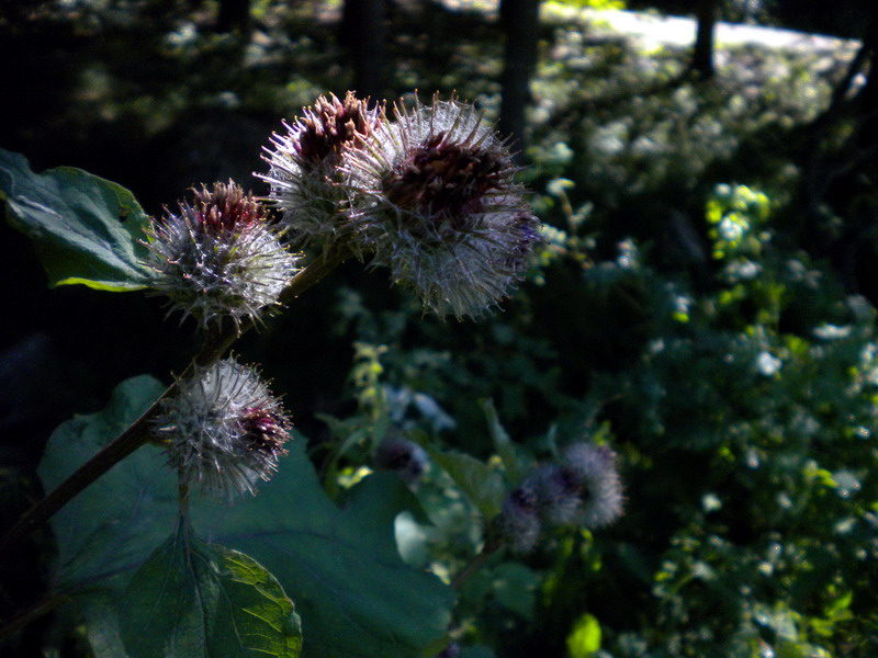 Compositae - Arctium cfr. tomentosum