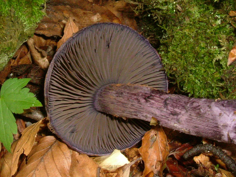 Viola scuro