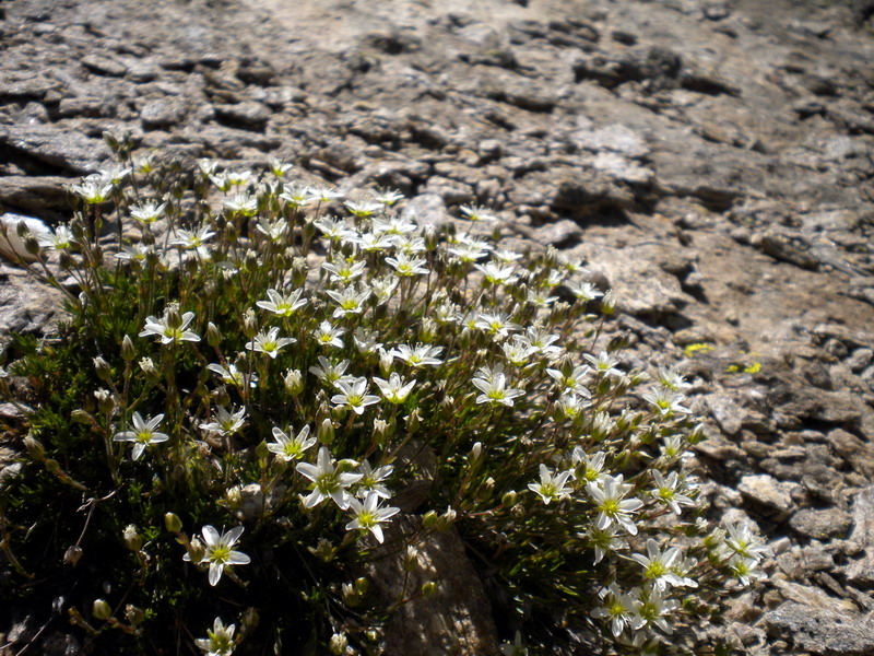 Ancora V.Aosta - Minuartia cfr. verna