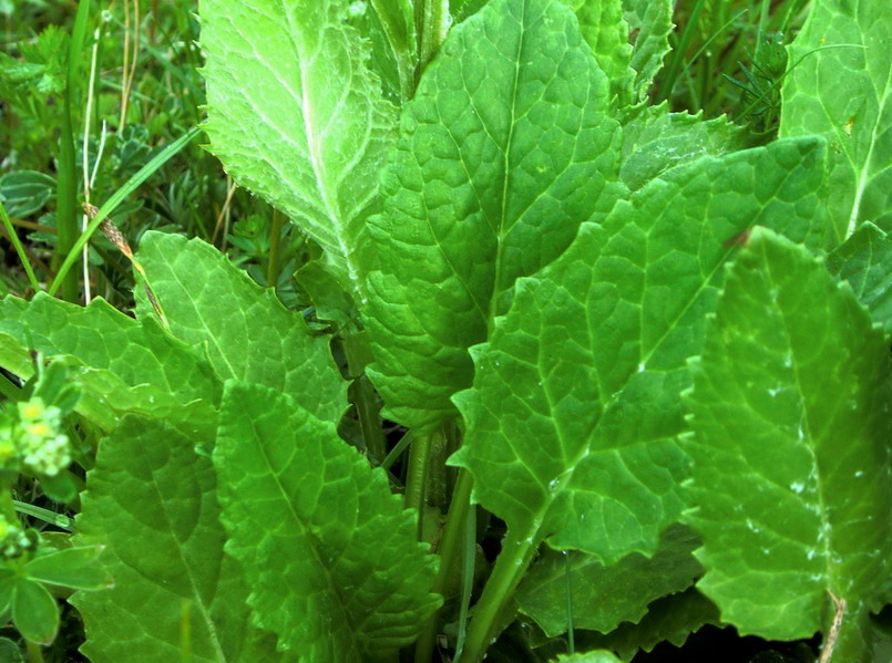 Compositae