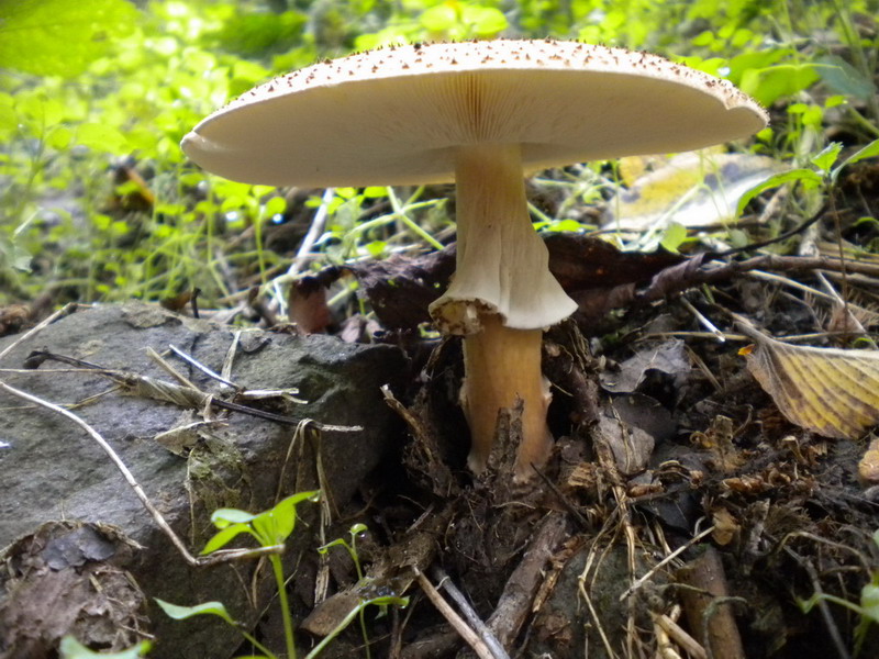 Lepiota