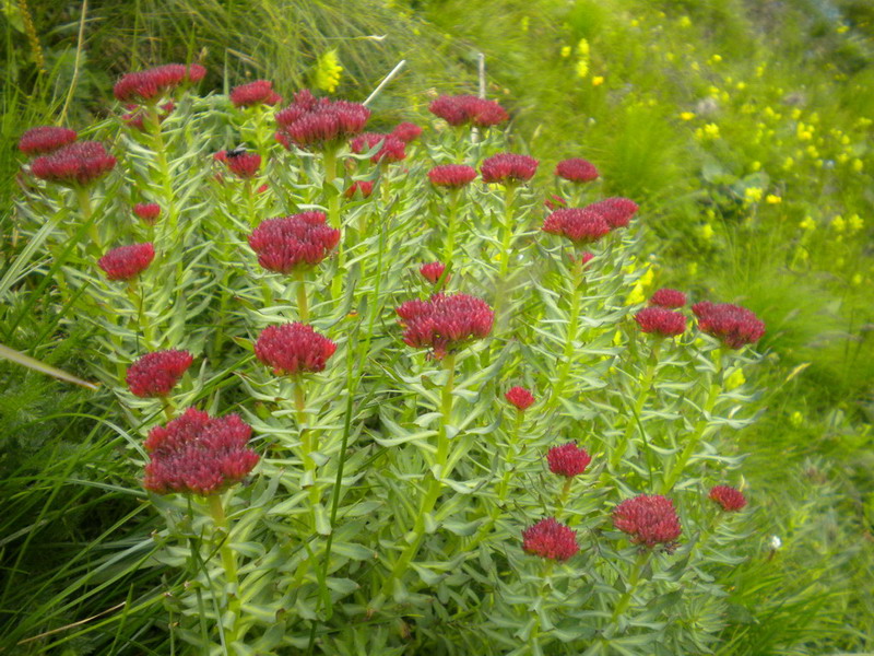 Crassulacea - Rhodiola rosea