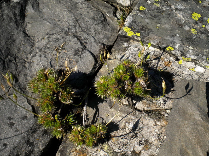 Sconosciuto - Draba aizoides