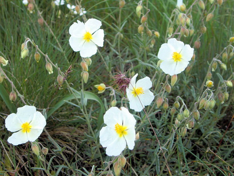 Cistacea - Helianthemum apenninum