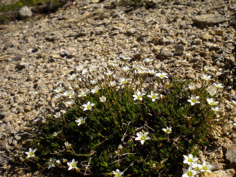 Ancora V.Aosta - Minuartia cfr. verna