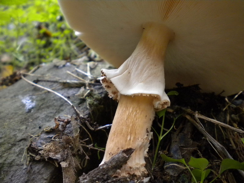 Lepiota