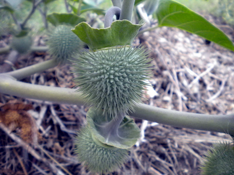 Datura sp.