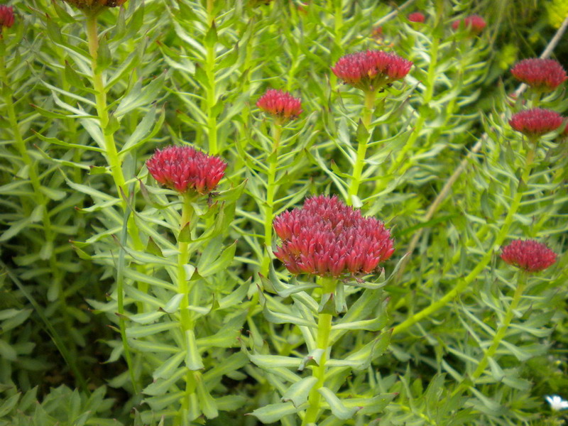 Crassulacea - Rhodiola rosea
