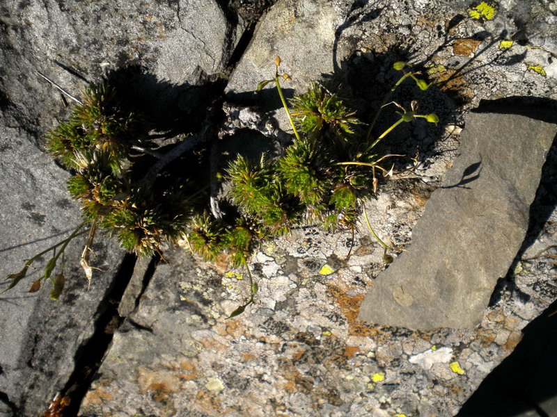 Sconosciuto - Draba aizoides