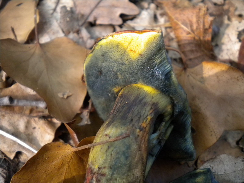 Poikilochromus ??