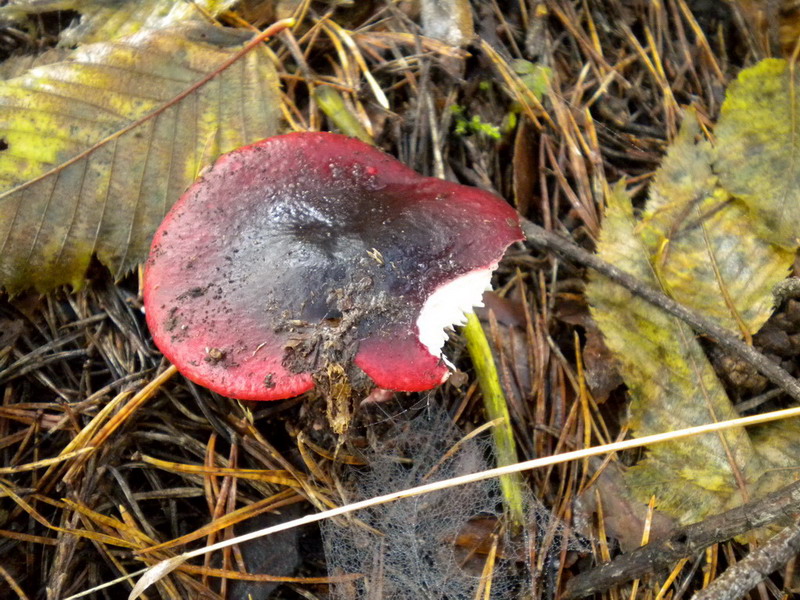 russula amara