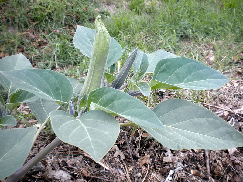 Datura sp.