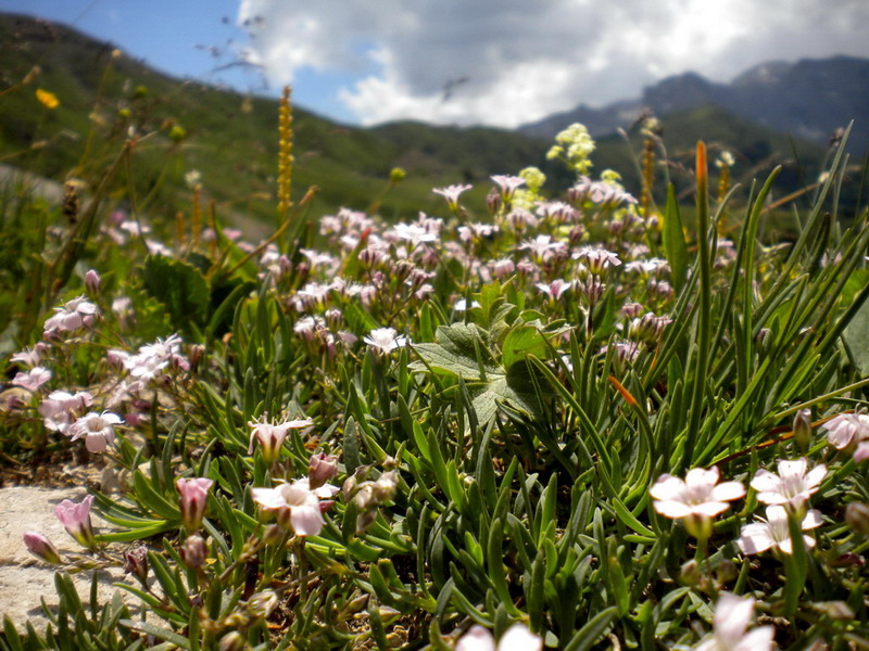 Gypsophila repens