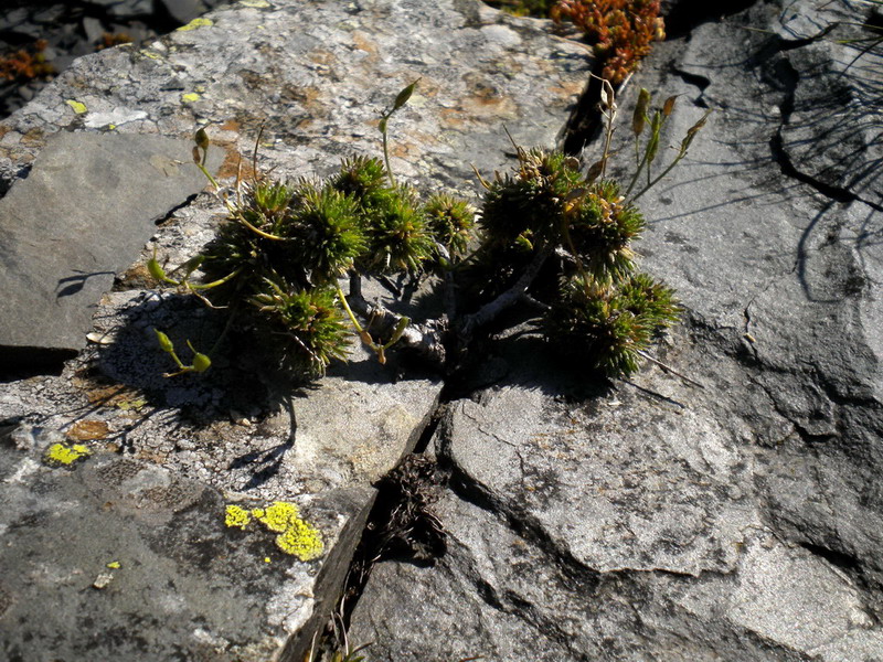 Sconosciuto - Draba aizoides