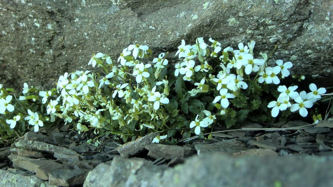 Arabis alpina s.l.