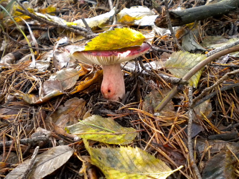 russula amara