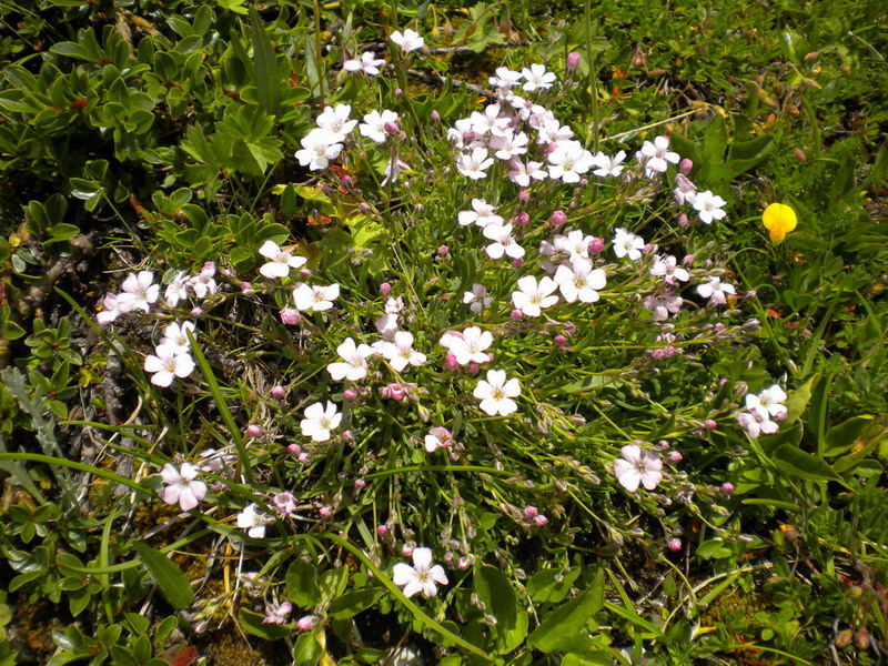 Gypsophila repens