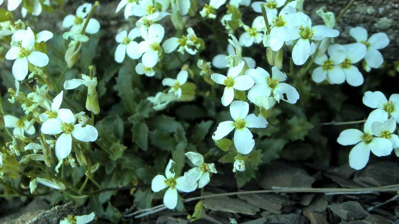 Arabis alpina s.l.
