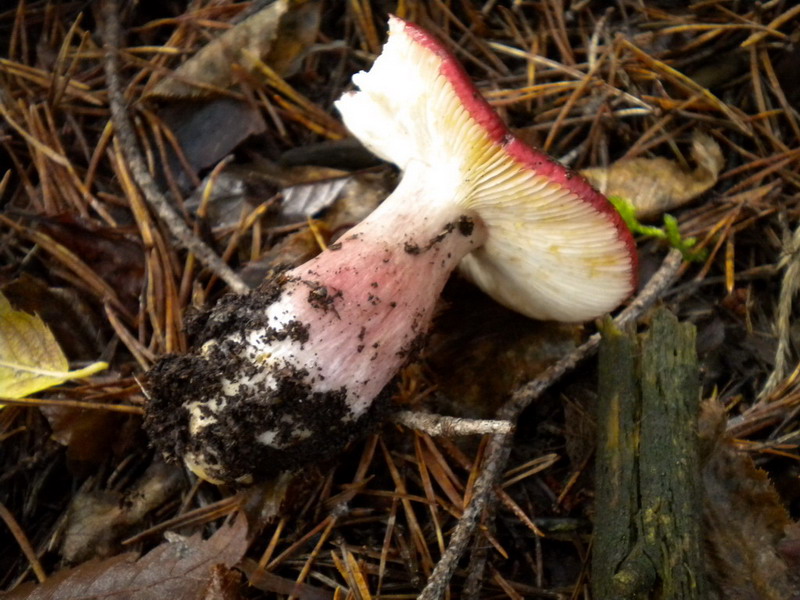 russula amara