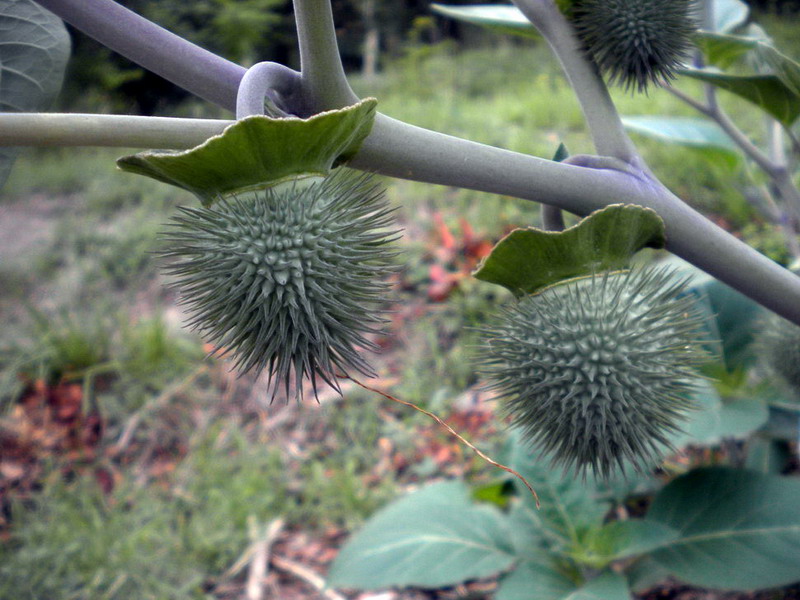 Datura sp.