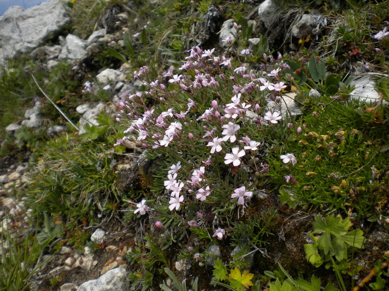 Gypsophila repens