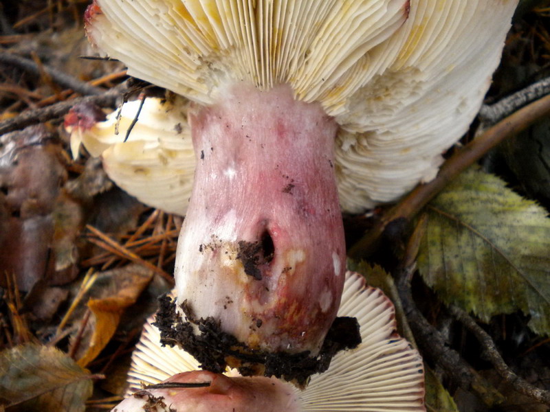 russula amara