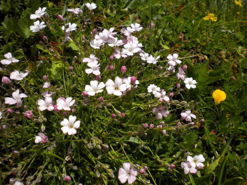 Gypsophila repens