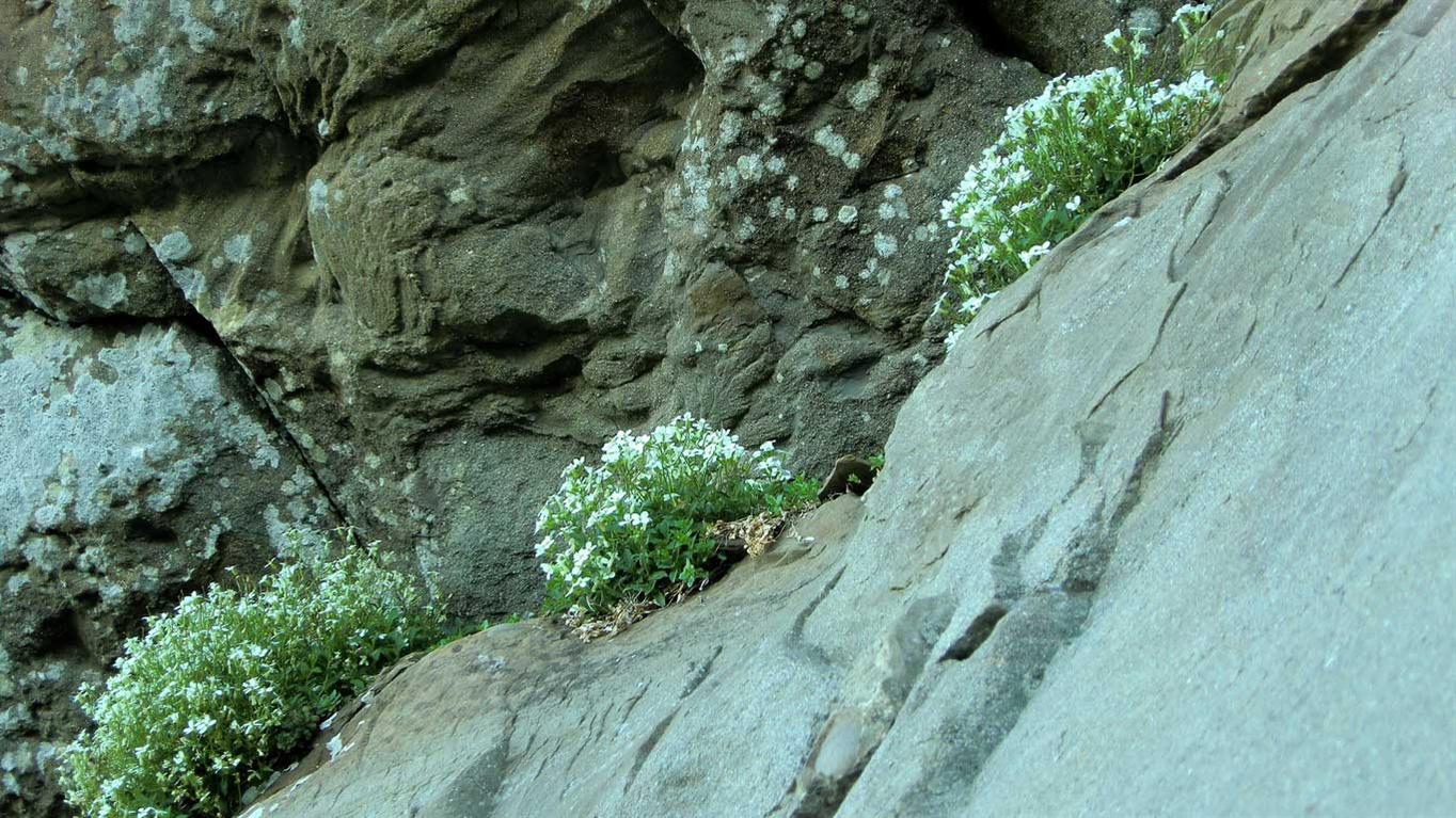 Arabis alpina s.l.