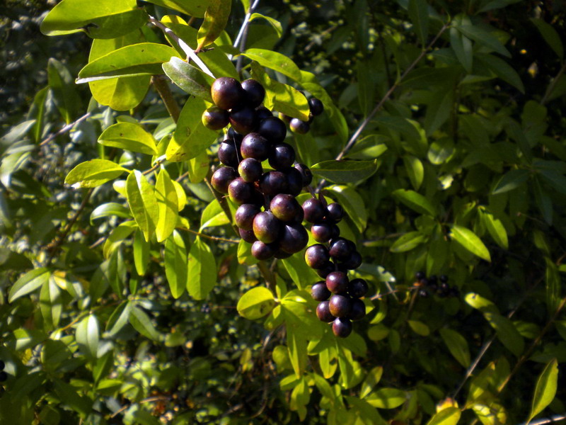 Ligustrum vulgare