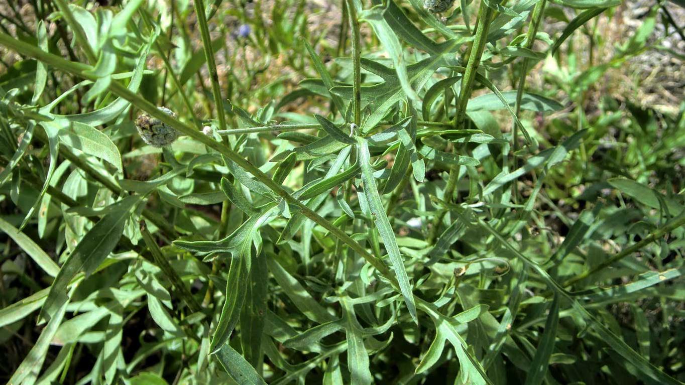 Centaurea scabiosa