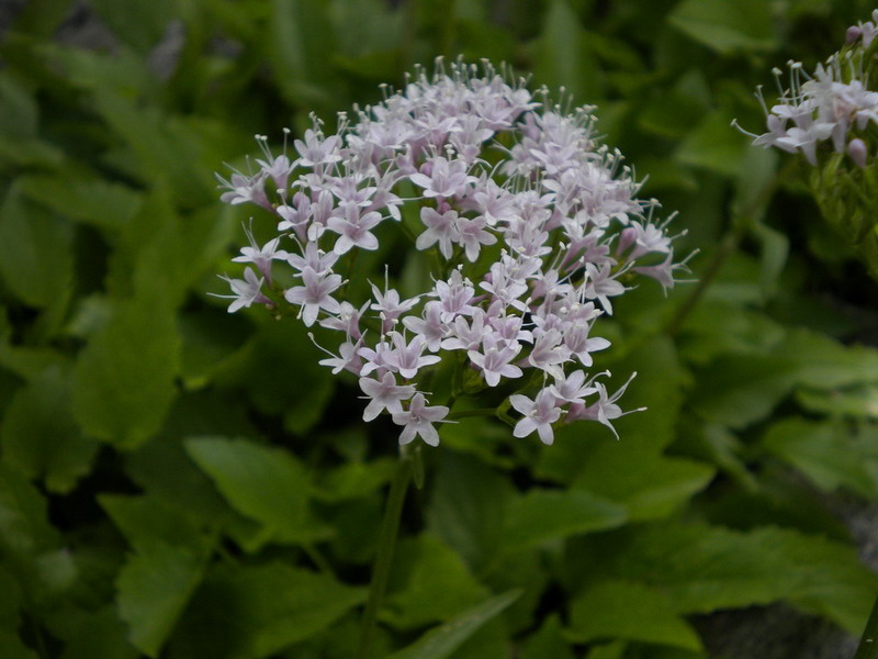 Dimenticanza -  Valeriana sp.