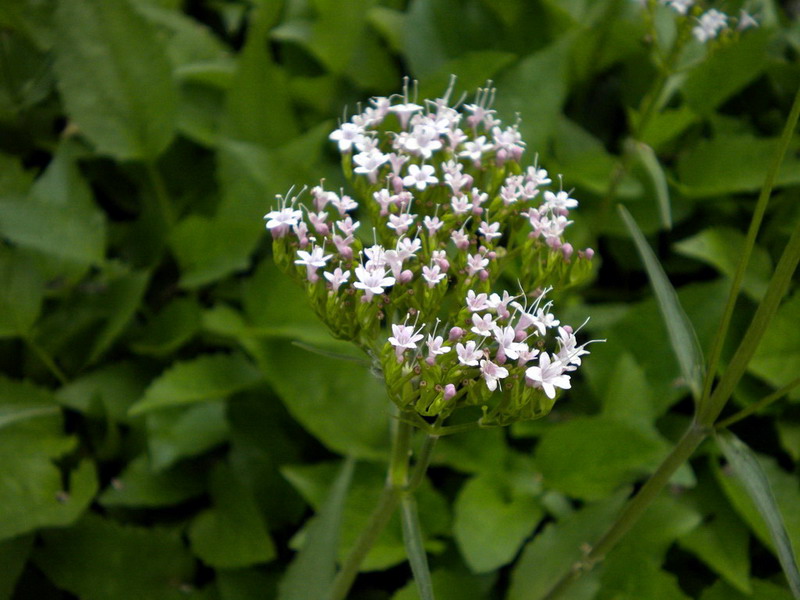 Dimenticanza -  Valeriana sp.
