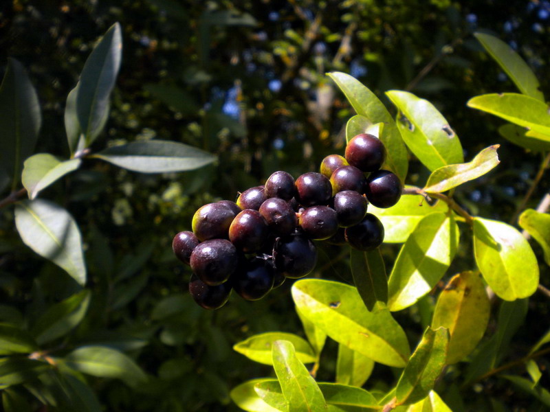 Ligustrum vulgare