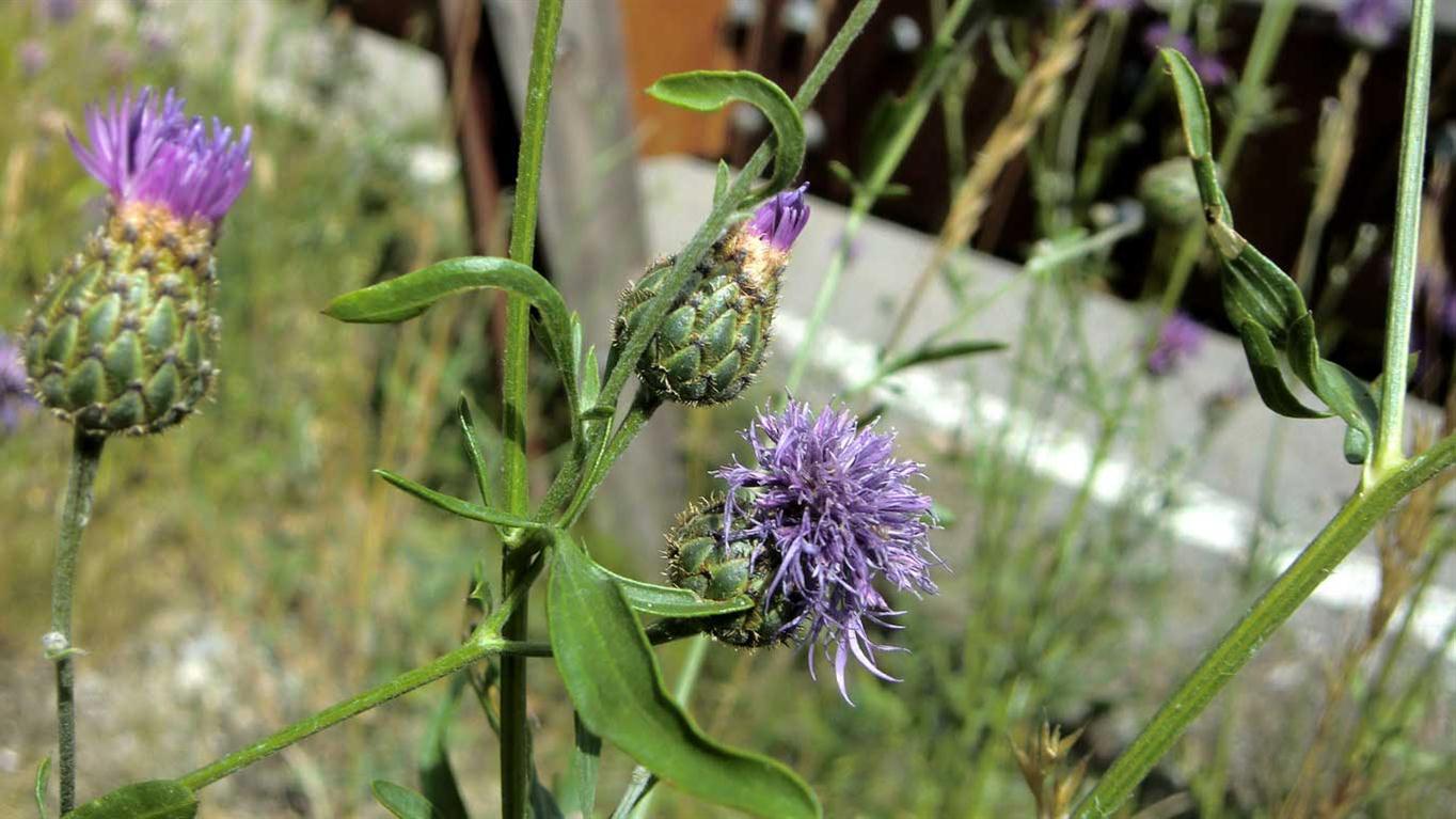 Centaurea scabiosa